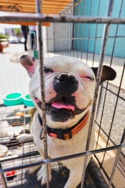 友好善待做好防护 疫情当前需科学对待伴侣动物