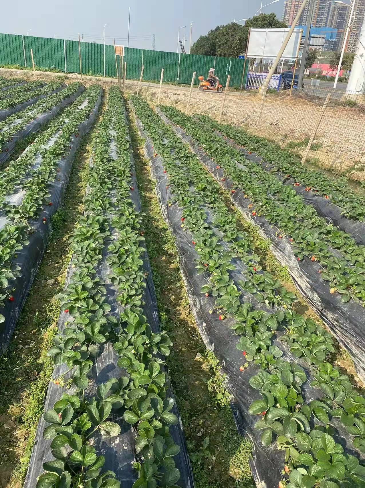 四川省发布《农业科技成果效益计算方法及规程》 将于明年正式实施